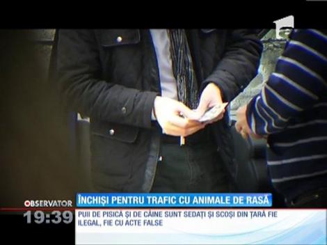 Animalele au trimis doi oameni după gratii