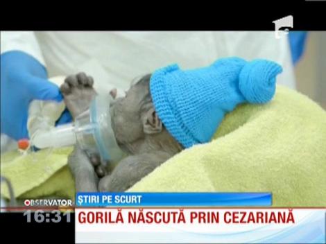 SUA: un pui de gorilă a venit pe lume prin cezariană