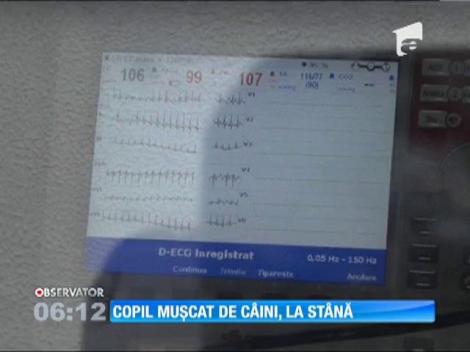 Un copil a fost mușcat de mai mulți câini lângă o stână din judeţul Vaslui
