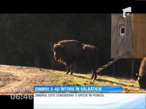 Zimbrii s-au întors în sălbăticie
