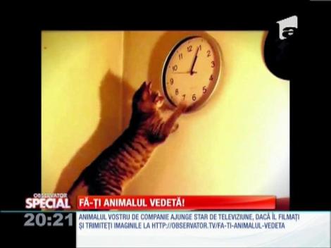 Special! Pisicile sunt fascinate de ceasuri