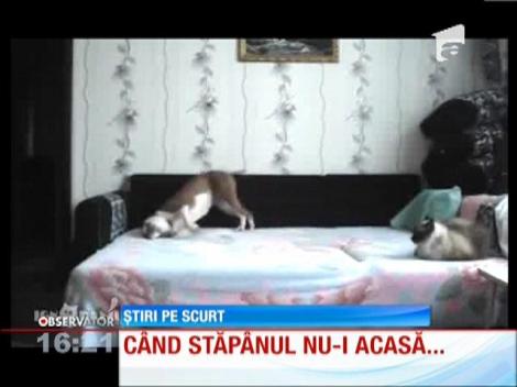 Un câinele pune stăpânire pe canapeaua din sufragerie