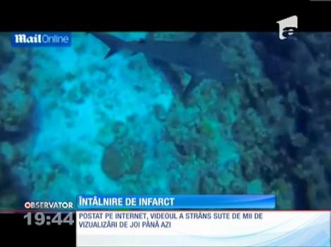 Scafandru amator atacat de rechin