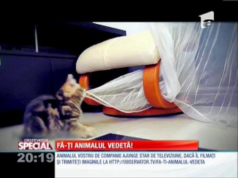 Special! Un pui de pisică jucăuș