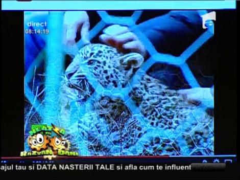 Smiley News: Vladimir Putin a facut scufundari si descoperiri arheologice in peninsula Taman