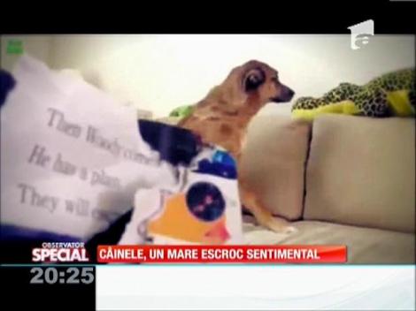 Special! Câinele, un mare escroc sentimental
