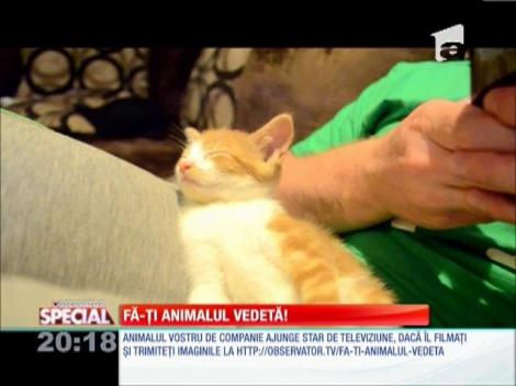 Special! Pisica adormită