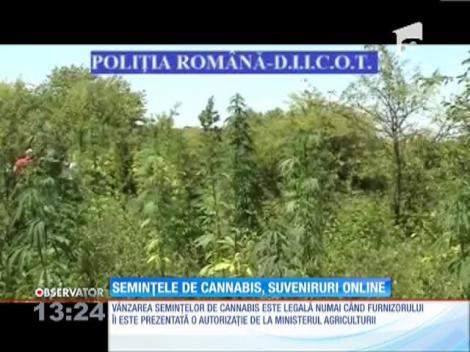 Seminţele de cannabis, suveniruri online