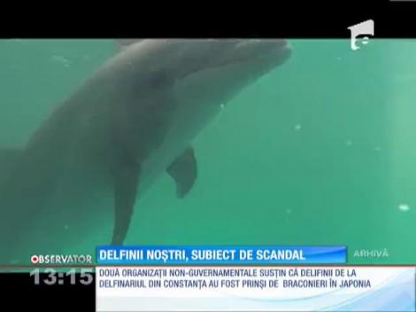 Delfinii noştri, subiect de scandal