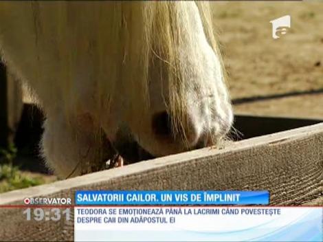 Şi-au dedicat viaţa îngrijirii cailor