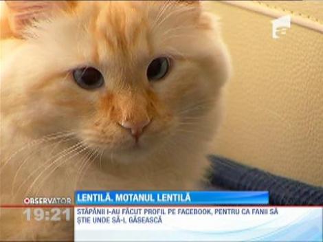 Un motan cu strabism a devenit celebru pe Internet