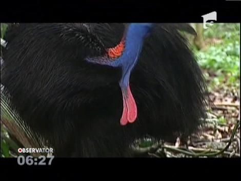 Una din cele mai mari şi mai frumoase specii de păsări din lume, ameninţată cu dispariţia