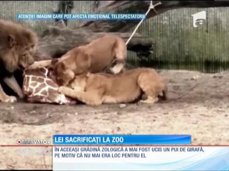 După puiul de girafă, încă patru lei au fost ucişi la grădină zoologică din Danemarca!