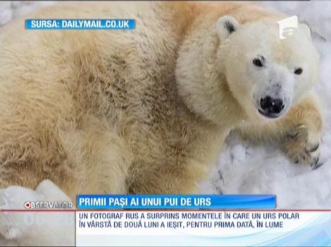 Primii paşi ai unui pui de urs polar