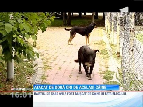 Un copil a fost atacat de două ori de acelaşi câine maidanez