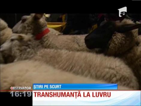 Muzeul Luvru din Paris, invadat de o turmă de oi