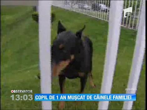 Copil de 1 an muşcat de câinele familiei