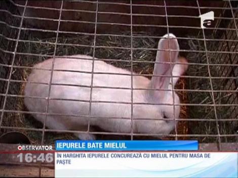 Harghitenii preferă iepurele, de Paște