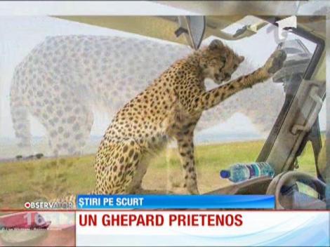 Un ghepard prietenos