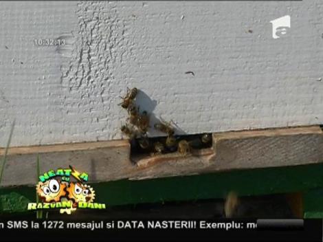 Totul despre apicultură