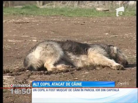 Un copil de 7 ani a fost muşcat de câini în parcul IOR din Capitală