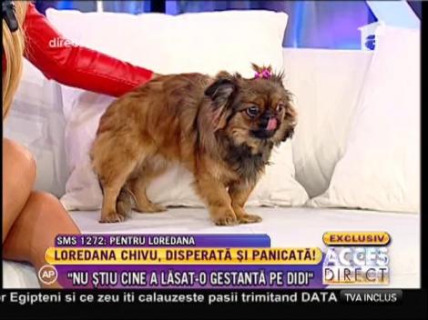 Loredana Chivu: ”Cățelușa mea a rămas gestanta prea devreme”