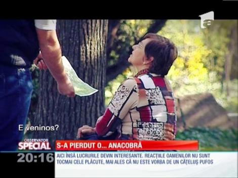 Special! Anacobra din parc