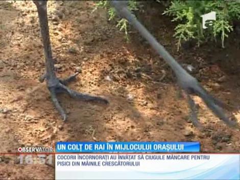 Un paradis în mijlocul oraşului