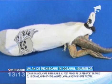 Un an de închisoare pentru româncele care au introdus ilegal în Marea Britanie 13 iguane