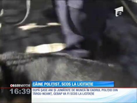 Câine poliţist, scos la licitaţie