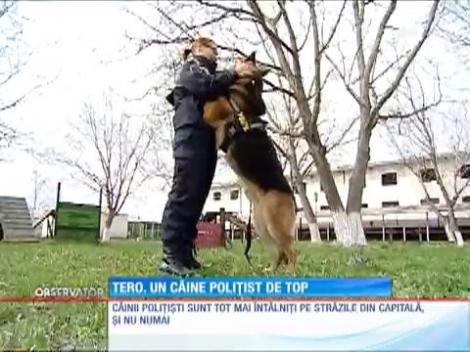 Tero, un câine polițist de top