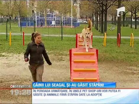 Câinii adoptaţi la distanţă de actorul Steven Seagal şi-au găsit stăpâni