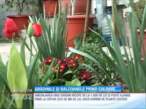 Curţile şi terasele de la bloc încep să prindă culoare