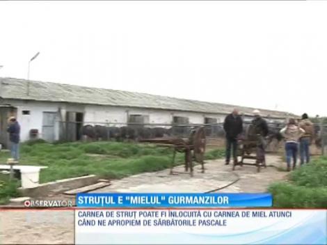 Struţul e mielul gurmanzilor, de Paşte