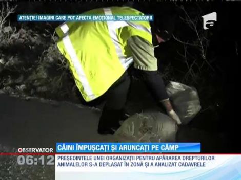 Cadavrele schingiuite şi împuşcate ale mai multor câini au fost găsite pe un câmp de la marginea Constanţe