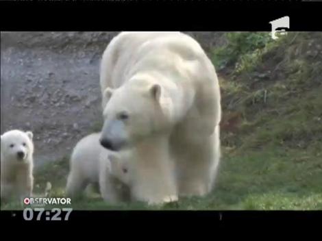Puii de urs polar din Munchen şi-au primit numele