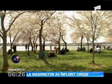 Cireşii au înflorit la Washington!