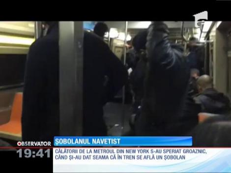 Călătorii cu metroul din New York, speriaţi de un şobolan