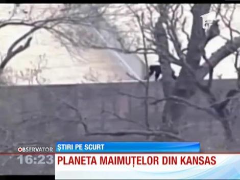 7 cimpanzei au evadat de la o grădină zoologică din Kansas