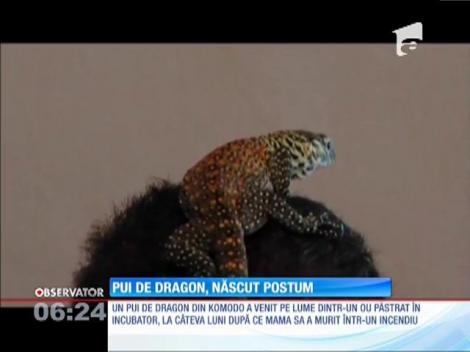 Un pui de dragon din Komodo a venit pe lume dintr-un ou păstrat în icubator