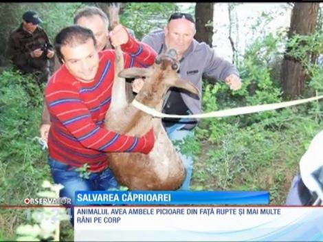 Un român este erou în Italia după ce a salvat o căprioară rănită