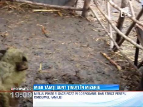 UPDATE / Sute de kilograme de carne de miel, confiscate în Constanţa