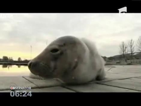 Un port suedez de la Marea Baltică a primit vizita unui pui de focă