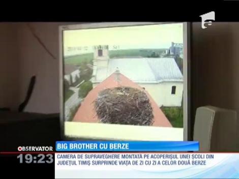 Ce se întamplă într-un cuib de berze