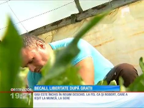 Gigi Becali, libertate după gratii
