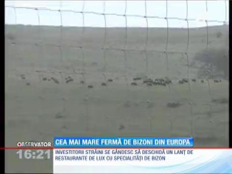 Cea mai mare ferma de bizoni din Europa, inaugurată în România