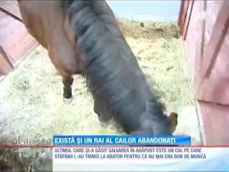 Adăpost pentru caii abandonaţi de stăpâni