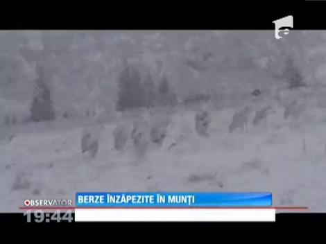 Zăpada mieilor dăunează berzelor!