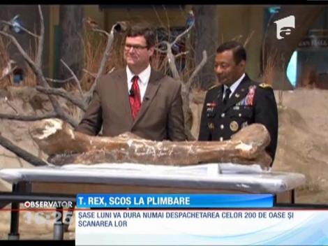 Oasele unui T-Rex, descoperit în 1988, au ajuns la muzeul de Istorie Naturală din Washington