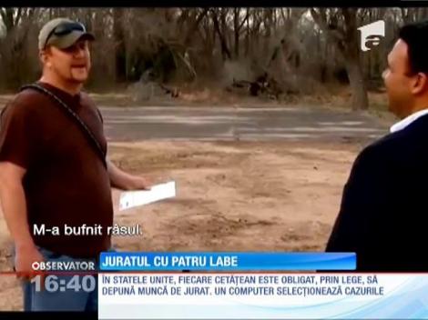 Un ciobănesc german a fost chemat ca jurat de un tribunal american